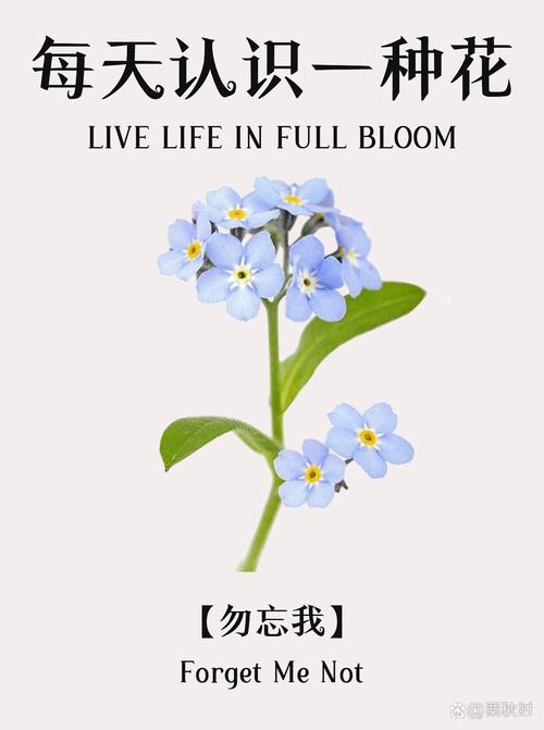 勿忘我花籽什么时候种？勿忘我花种植技术？