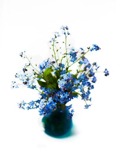 勿忘我花籽什么时候种？勿忘我花种植技术？-第2张图片-优品飞百科