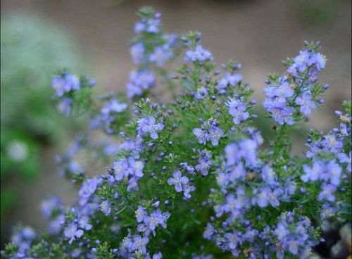 勿忘我花籽什么时候种？勿忘我花种植技术？-第4张图片-优品飞百科