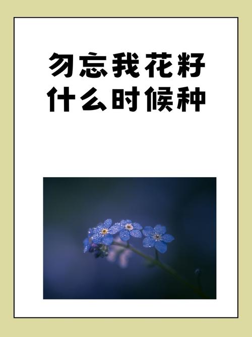 勿忘我花籽什么时候种？勿忘我花种植技术？-第6张图片-优品飞百科
