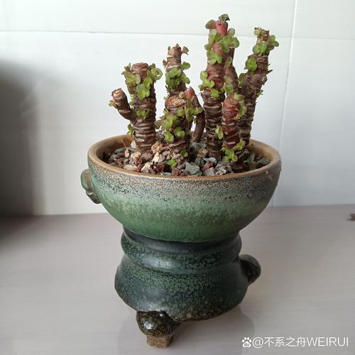 秀妍怎么繁殖，秀妍扦插繁殖