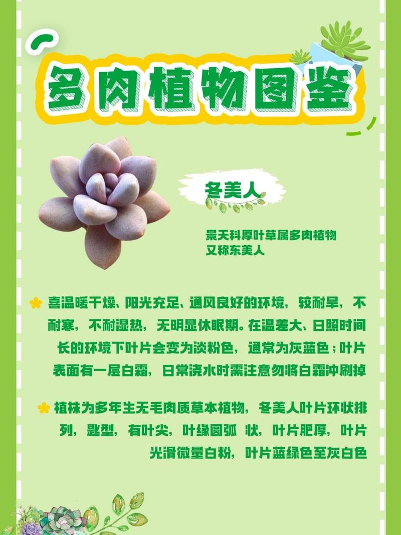 秀妍怎么繁殖，秀妍扦插繁殖-第5张图片-优品飞百科