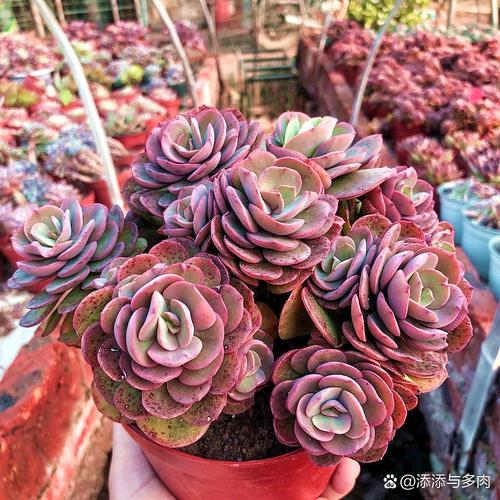 秀妍怎么繁殖，秀妍扦插繁殖-第7张图片-优品飞百科
