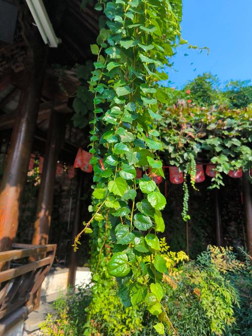 爬山虎怎样才长得快？爬山虎怎么爬上去？-第3张图片-优品飞百科