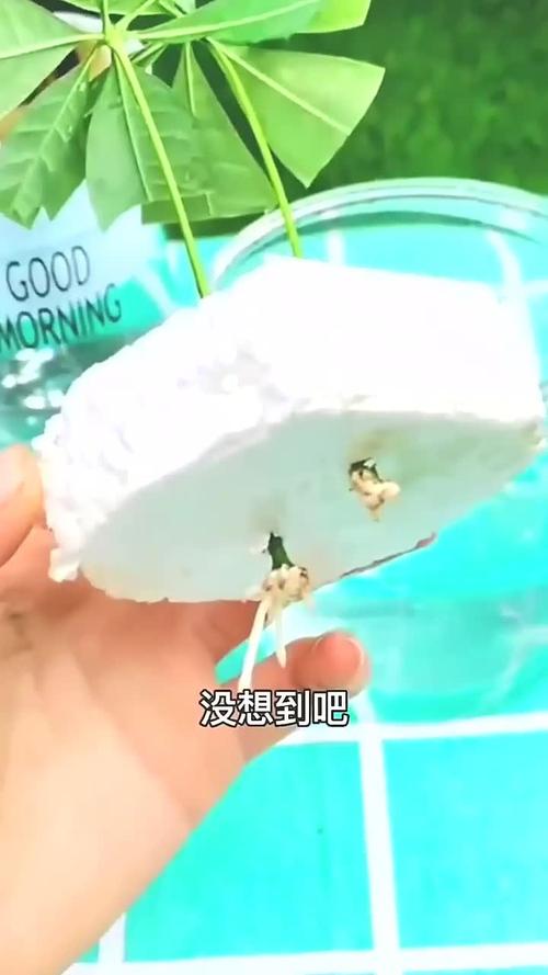 发财树怎么繁殖，发财树怎么繁殖新苗