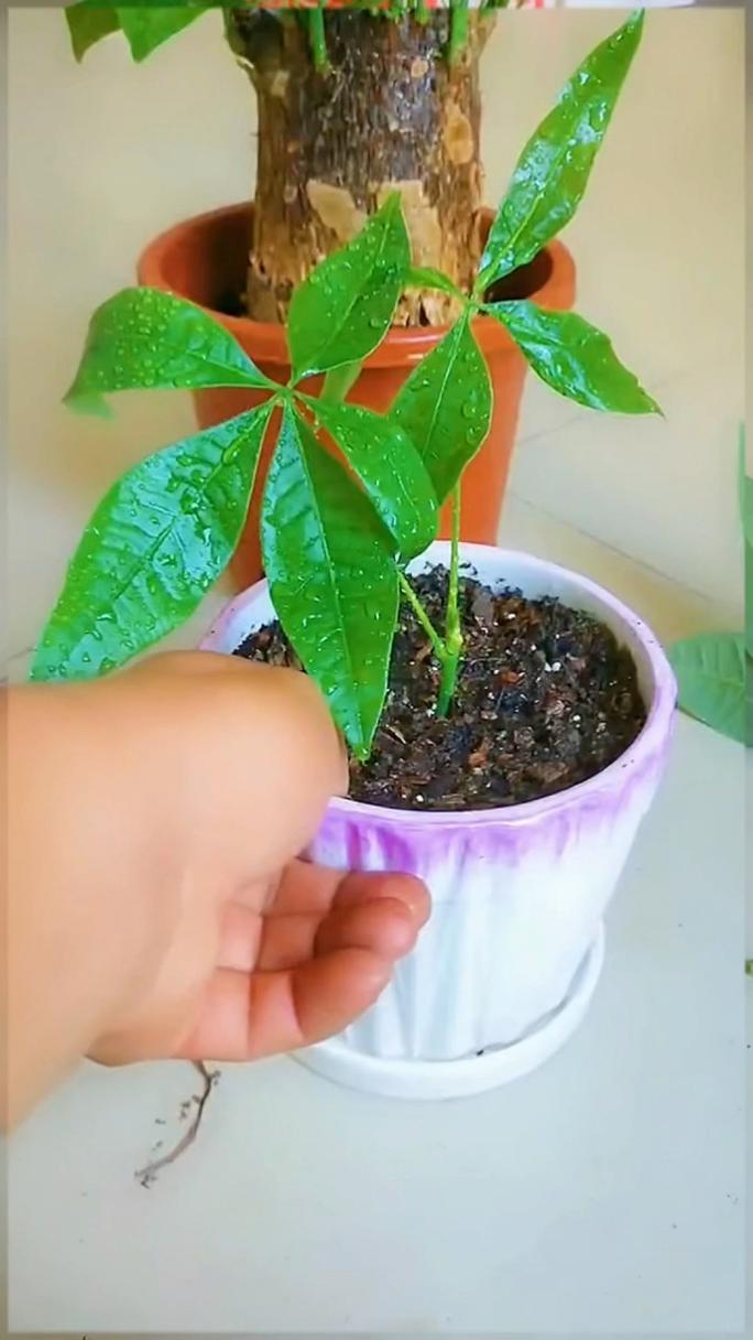发财树怎么繁殖，发财树怎么繁殖新苗-第3张图片-优品飞百科