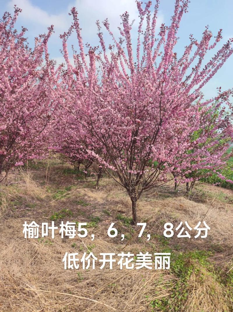 榆叶梅怎么养？榆叶梅怎么养护？-第2张图片-优品飞百科