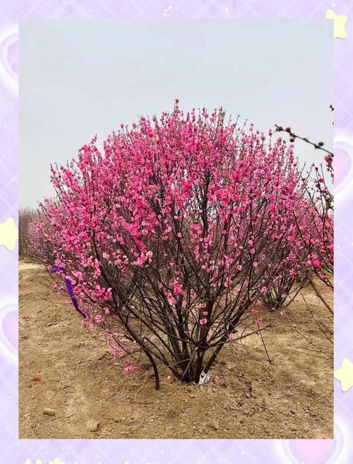 榆叶梅怎么养？榆叶梅怎么养护？-第5张图片-优品飞百科