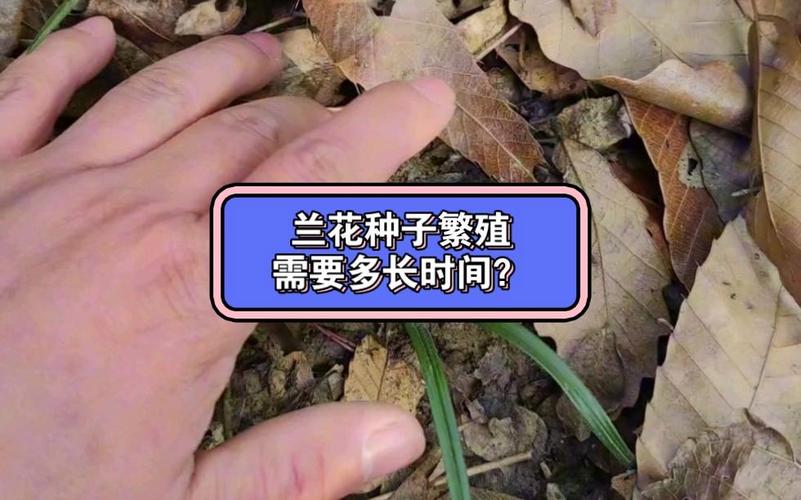 兰花种子繁殖技术，兰花播种繁殖-第5张图片-优品飞百科