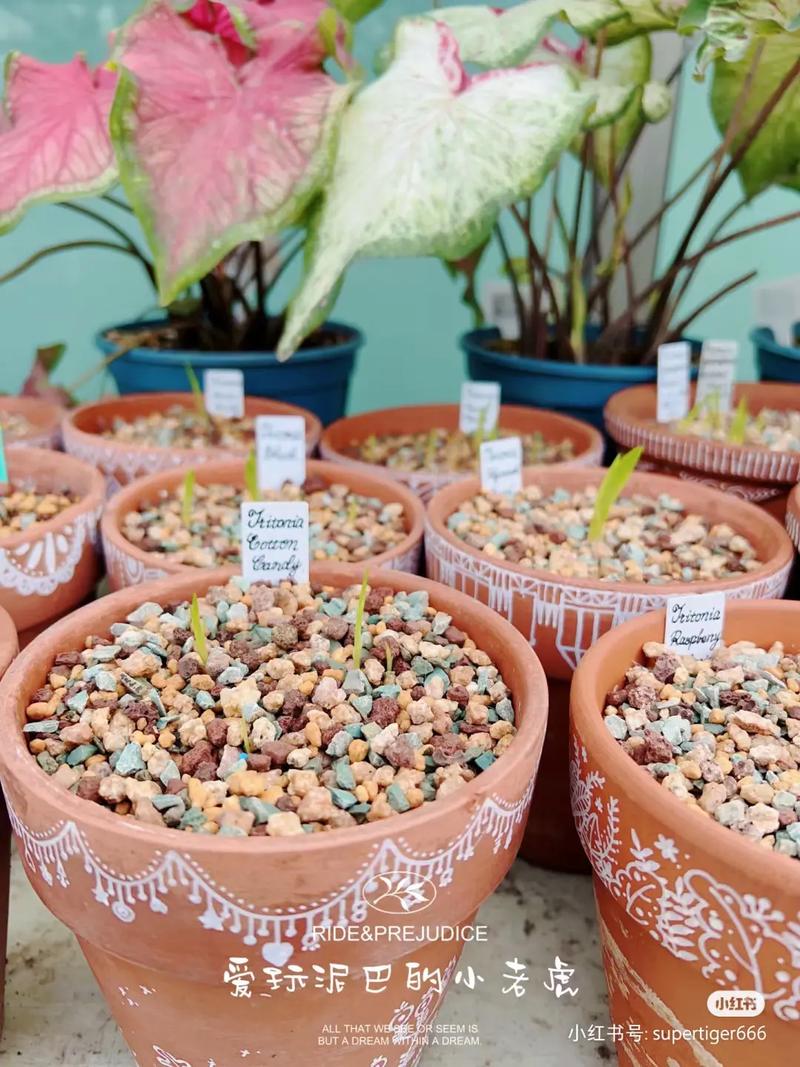 花菖蒲种子怎么种，花菖蒲种子怎么种出来的-第2张图片-优品飞百科