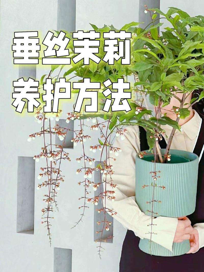 茉莉怎么养才长得好，茉莉怎么养家庭养法？