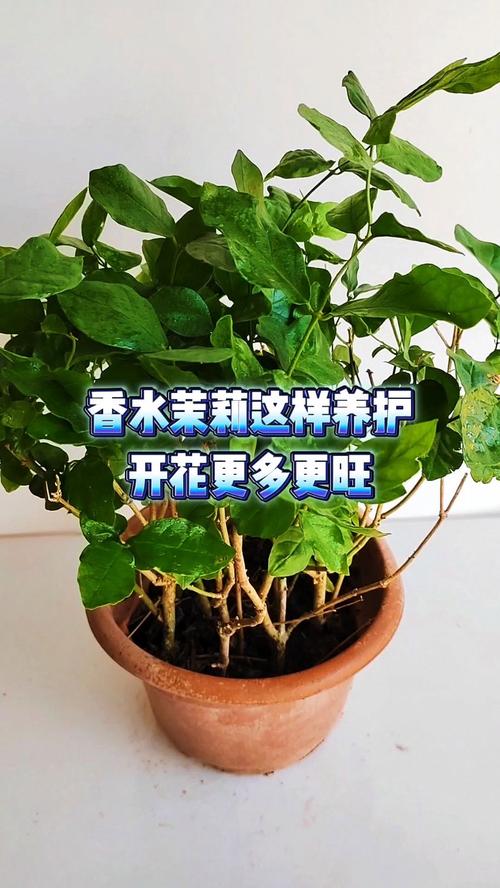 茉莉怎么养才长得好,茉莉怎么养家庭养法?-第2张图片-优品飞百科 茉莉怎么养才长得好,茉莉怎么养家庭养法?-第2张图片-优品飞百科