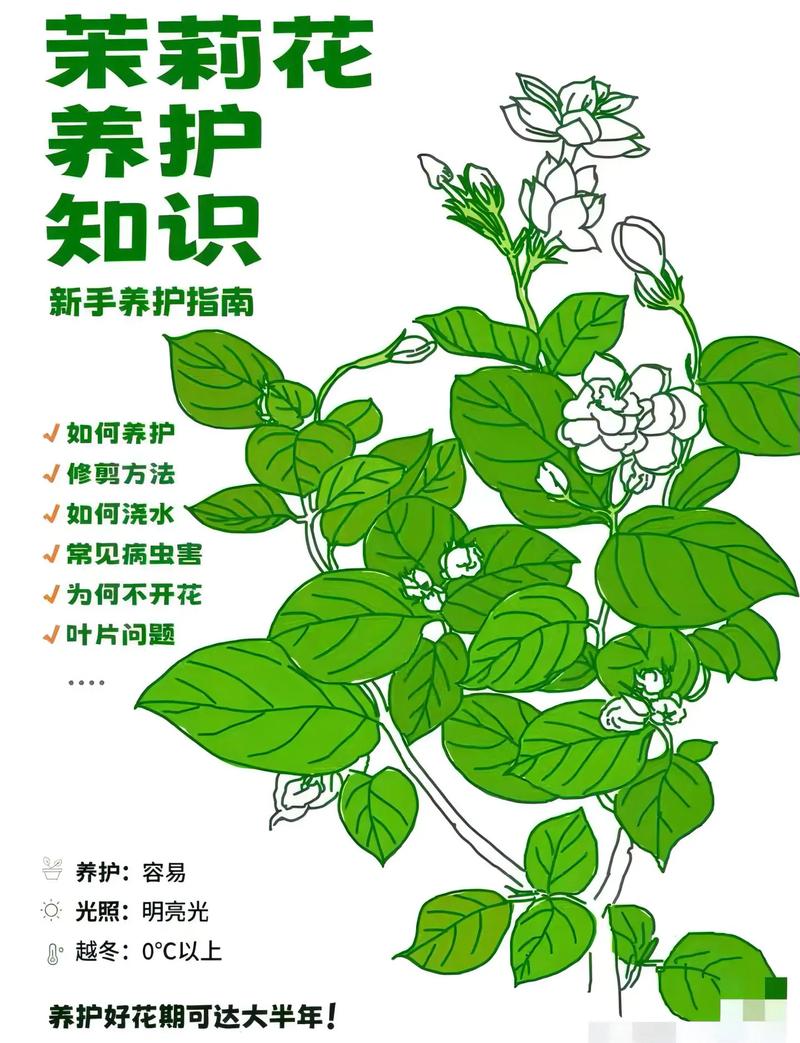 茉莉怎么养才长得好,茉莉怎么养家庭养法?-第5张图片-优品飞百科 茉莉怎么养才长得好,茉莉怎么养家庭养法?-第5张图片-优品飞百科
