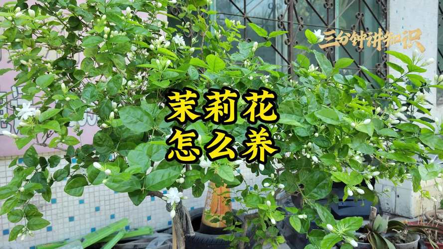 茉莉怎么养才长得好,茉莉怎么养家庭养法?-第7张图片-优品飞百科 茉莉怎么养才长得好,茉莉怎么养家庭养法?-第7张图片-优品飞百科