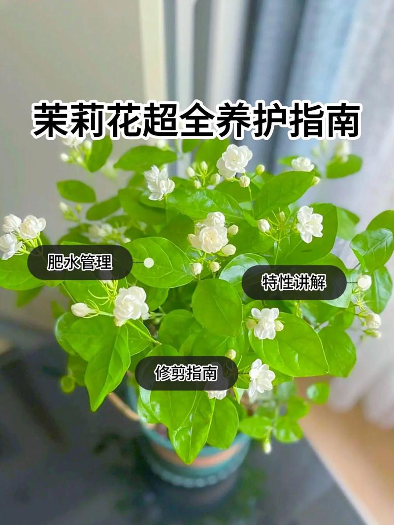 茉莉怎么养才长得好,茉莉怎么养家庭养法?-第8张图片-优品飞百科 茉莉怎么养才长得好,茉莉怎么养家庭养法?-第8张图片-优品飞百科