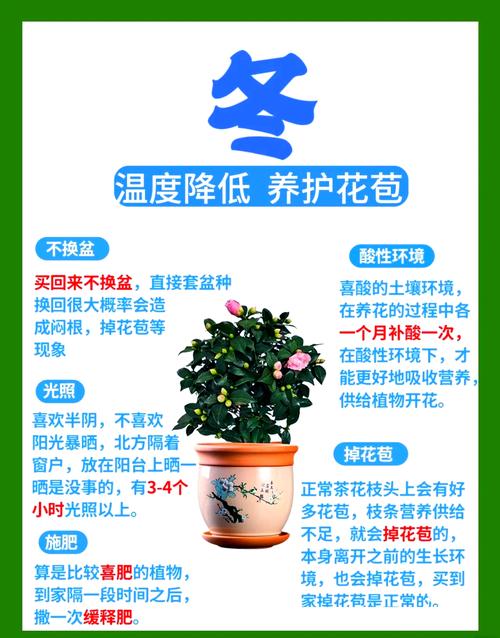 茶花怎么养才开花？茶花怎么养才开花好？-第3张图片-优品飞百科