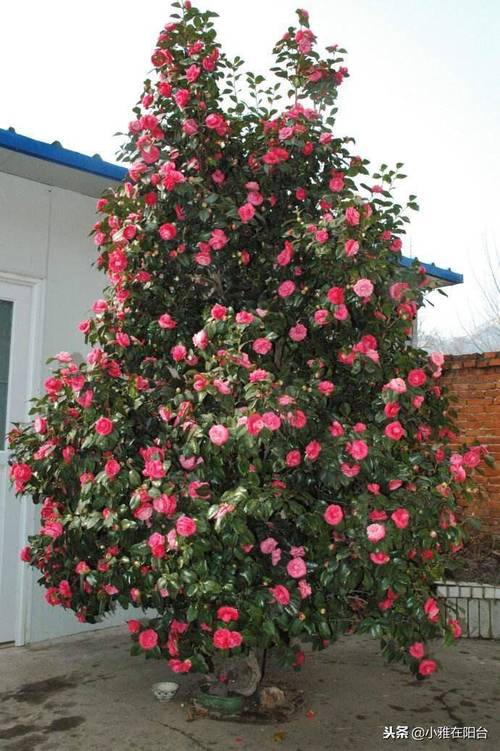 茶花怎么养才开花？茶花怎么养才开花好？-第4张图片-优品飞百科