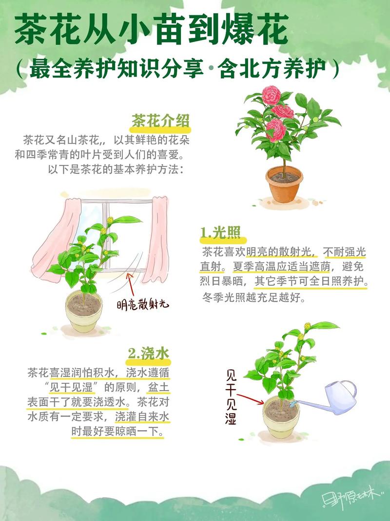 茶花怎么养才开花？茶花怎么养才开花好？-第5张图片-优品飞百科