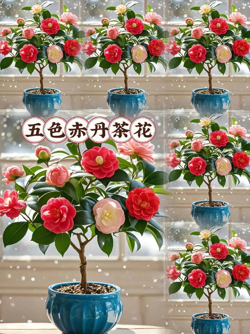 赤丹茶花的繁殖方法？赤丹茶花寓意？-第2张图片-优品飞百科