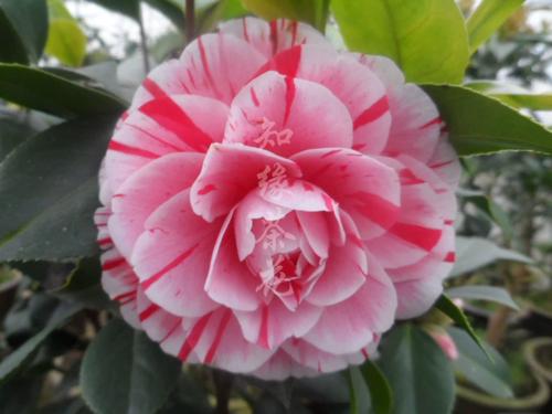 赤丹茶花的繁殖方法？赤丹茶花寓意？-第3张图片-优品飞百科