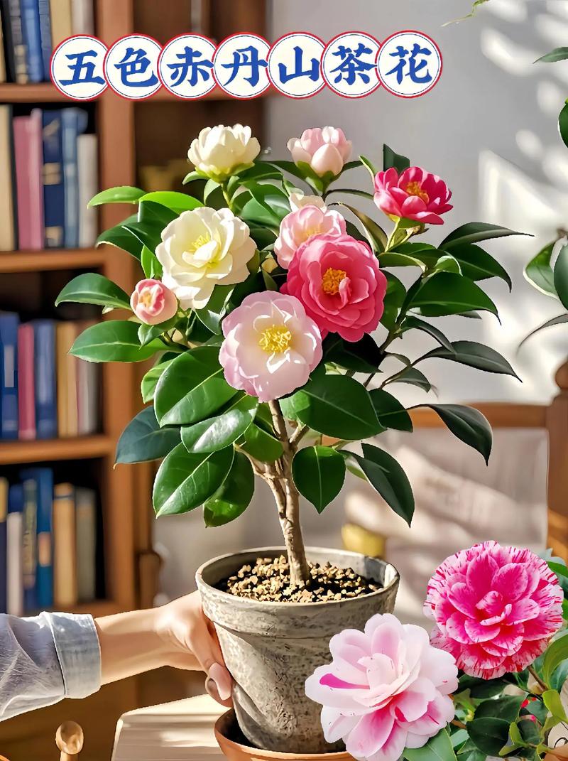 赤丹茶花的繁殖方法？赤丹茶花寓意？-第5张图片-优品飞百科