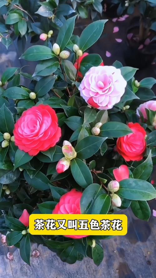 赤丹茶花的繁殖方法？赤丹茶花寓意？-第6张图片-优品飞百科