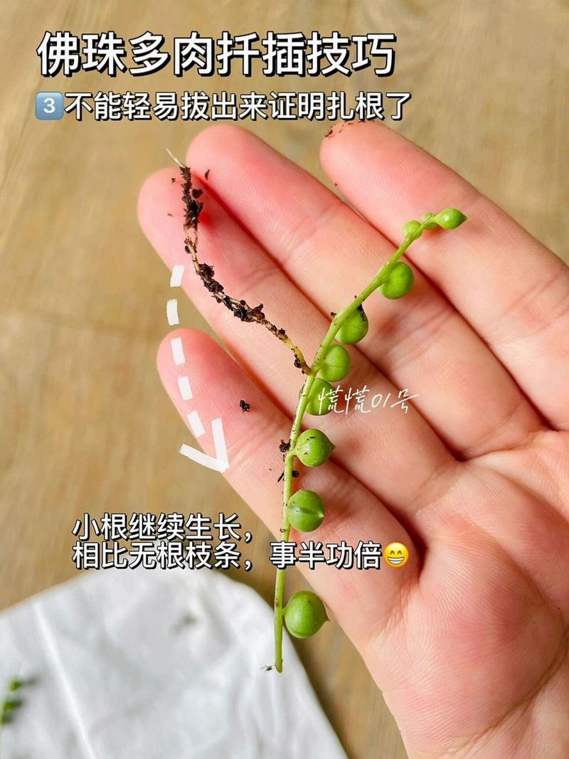 多肉佛珠要铺面吗，多肉佛珠要铺面吗图片？-第2张图片-优品飞百科