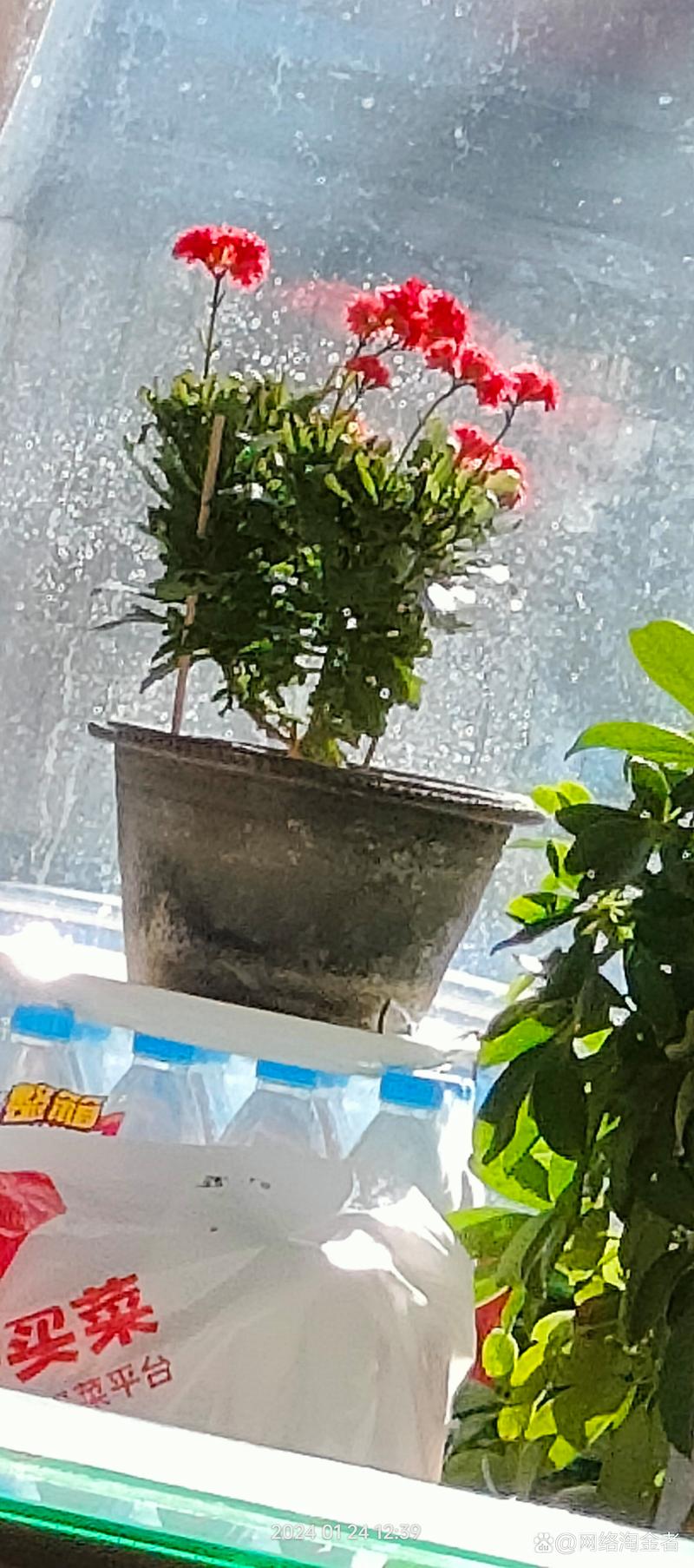 盆栽见干见湿和干透浇透，花卉浇水见干见湿的原则有个什么标准-第3张图片-优品飞百科