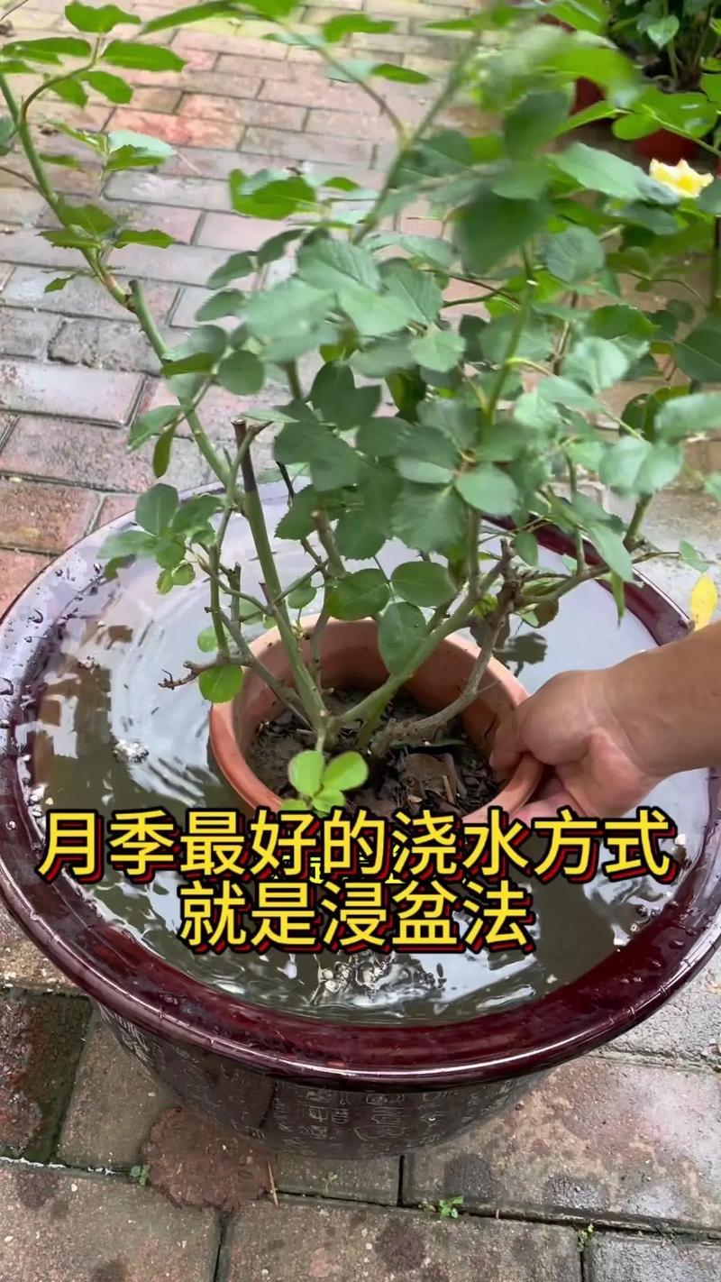 盆栽见干见湿和干透浇透，花卉浇水见干见湿的原则有个什么标准-第5张图片-优品飞百科