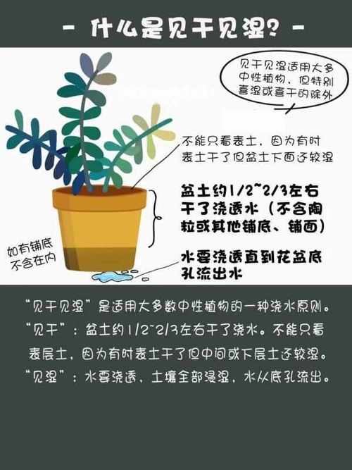 盆栽见干见湿和干透浇透，花卉浇水见干见湿的原则有个什么标准-第7张图片-优品飞百科