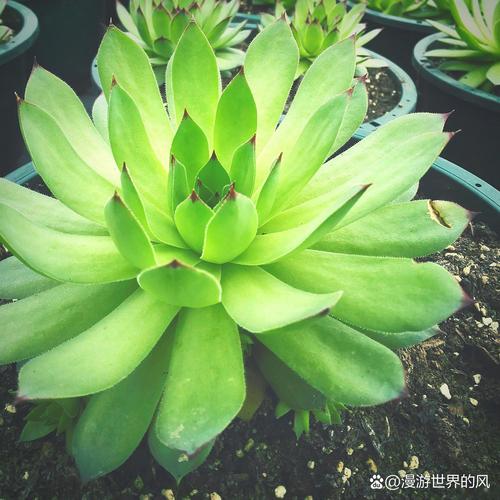 观音莲夏天怎么养，观音莲的夏天养殖方法和注意事项夏天-第2张图片-优品飞百科