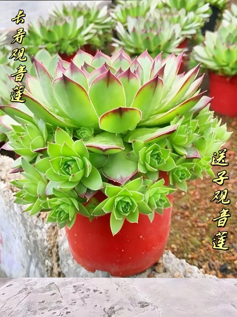 观音莲夏天怎么养，观音莲的夏天养殖方法和注意事项夏天-第3张图片-优品飞百科