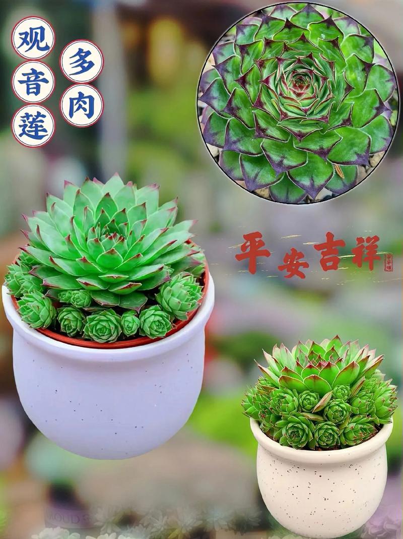 观音莲夏天怎么养，观音莲的夏天养殖方法和注意事项夏天-第6张图片-优品飞百科