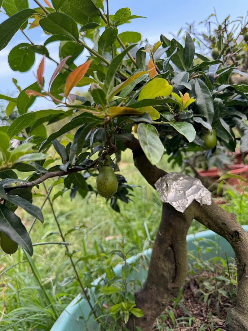 金弹子嫁接时间？金弹子嫁接时间和温度？