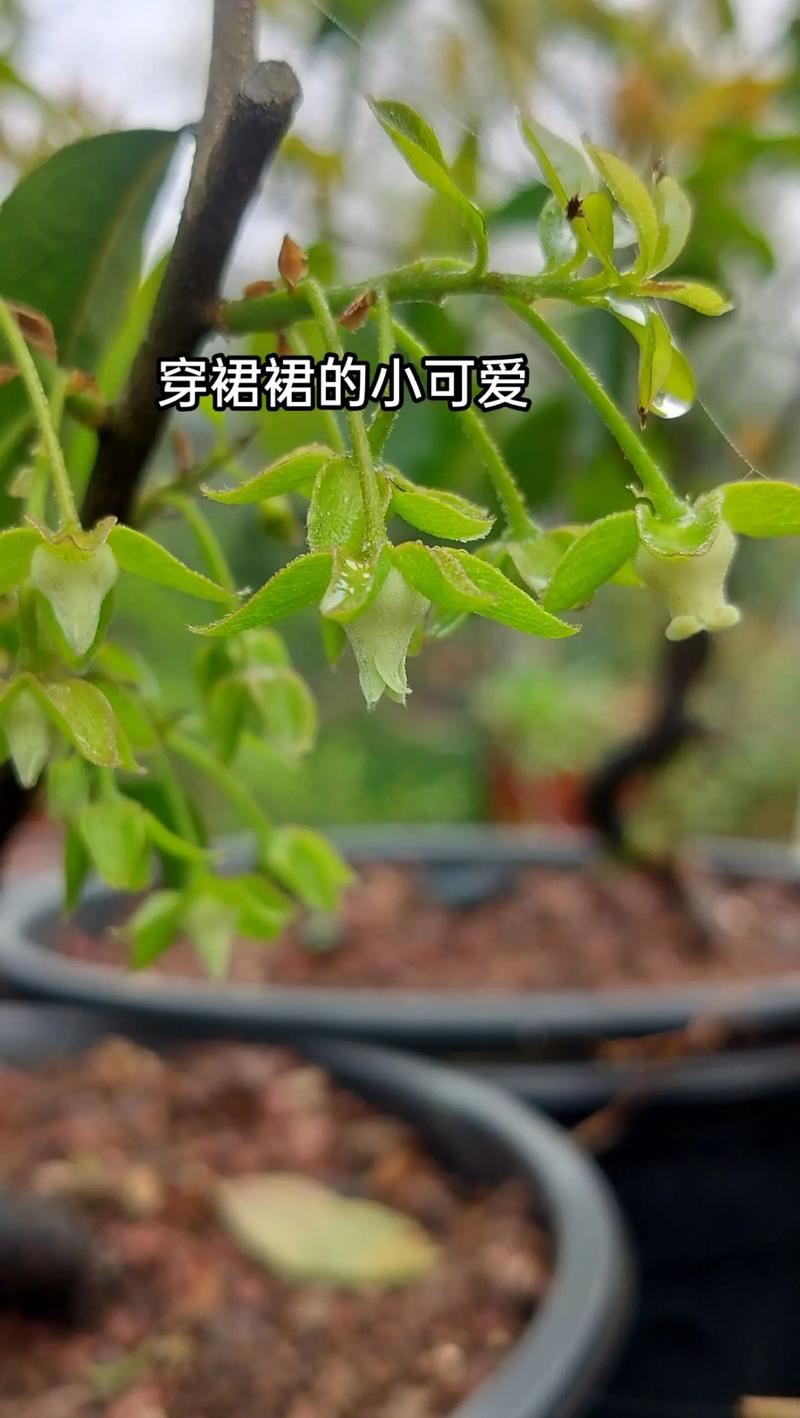 金弹子嫁接时间？金弹子嫁接时间和温度？-第2张图片-优品飞百科