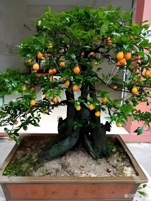 金弹子嫁接时间？金弹子嫁接时间和温度？-第5张图片-优品飞百科