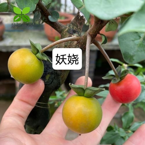 金弹子嫁接时间？金弹子嫁接时间和温度？-第6张图片-优品飞百科