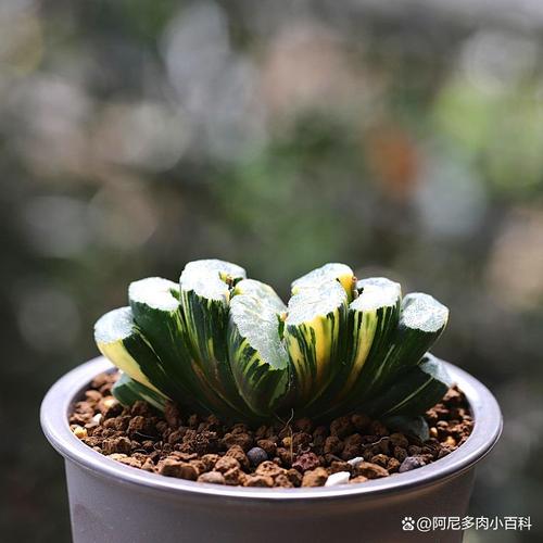 新买的条纹十二卷怎么养，条纹十二卷怎么养好看