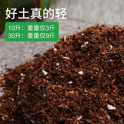 新买的条纹十二卷怎么养,条纹十二卷怎么养好看-第2张图片-优品飞百科 新买的条纹十二卷怎么养,条纹十二卷怎么养好看-第2张图片-优品飞百科