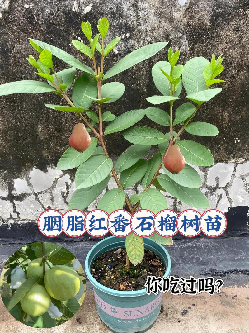 石榴嫁接时间，石榴嫁接最佳时间？