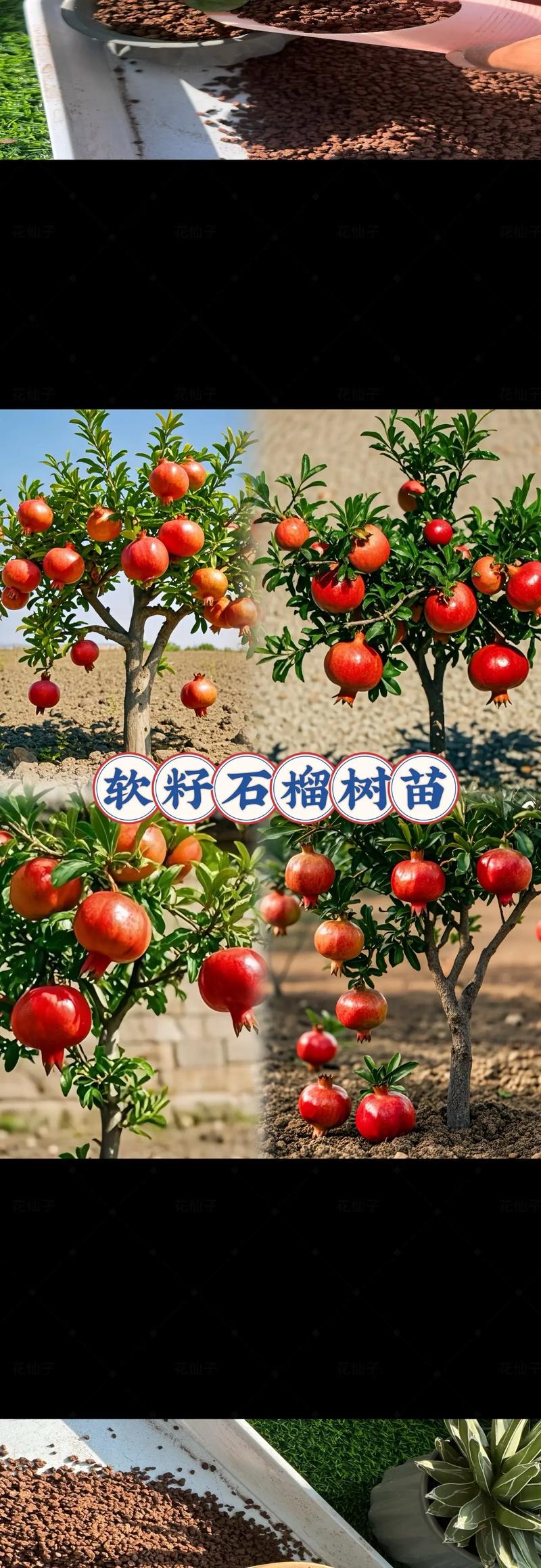 石榴嫁接时间，石榴嫁接最佳时间？-第2张图片-优品飞百科