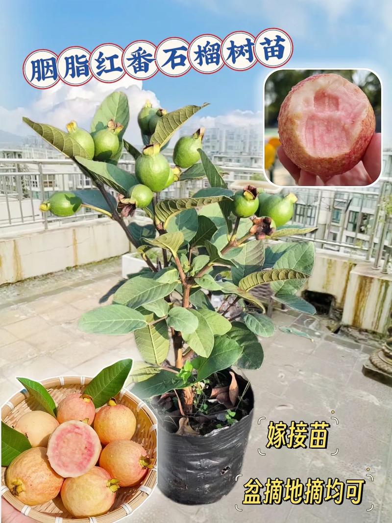 石榴嫁接时间，石榴嫁接最佳时间？-第4张图片-优品飞百科
