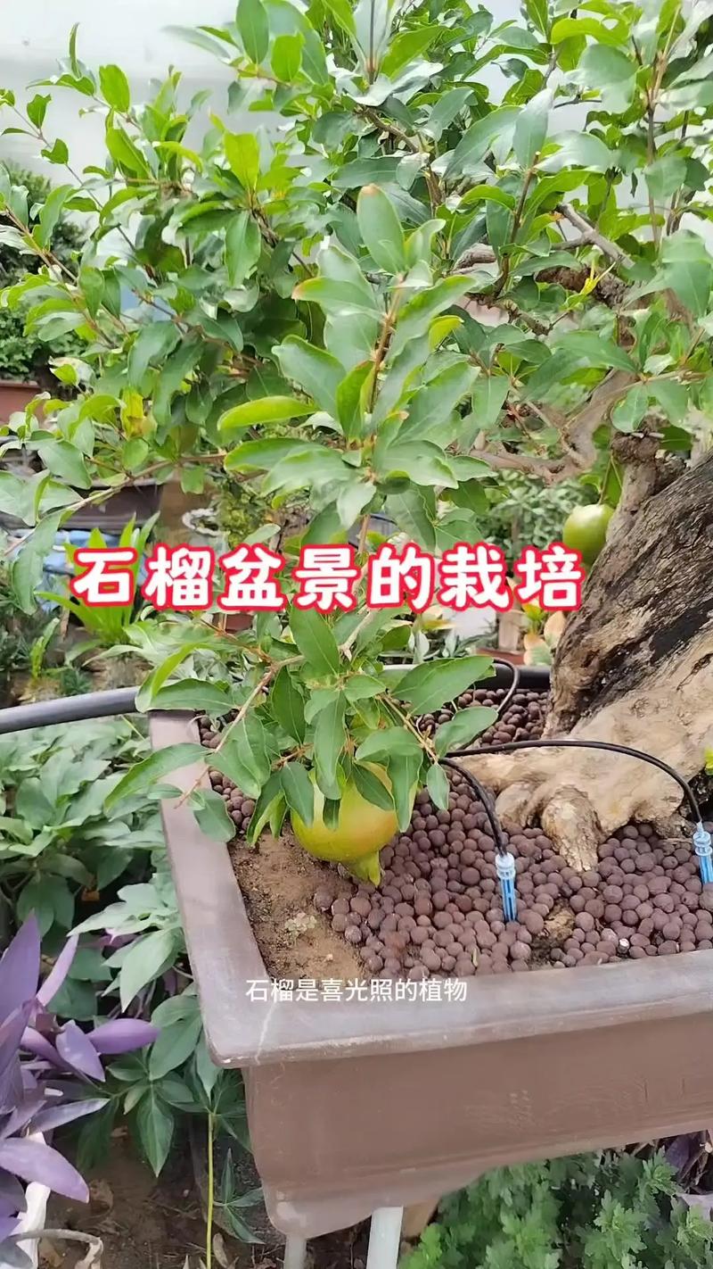 石榴嫁接时间，石榴嫁接最佳时间？-第5张图片-优品飞百科