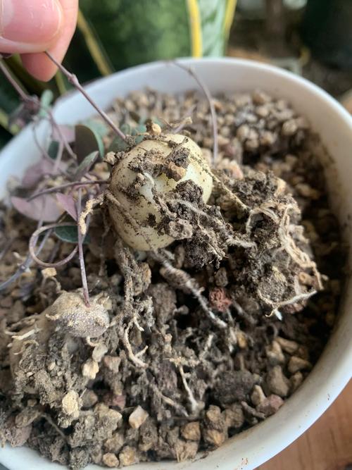 爱之蔓太长了怎么办？爱之蔓越长越长怎么办？