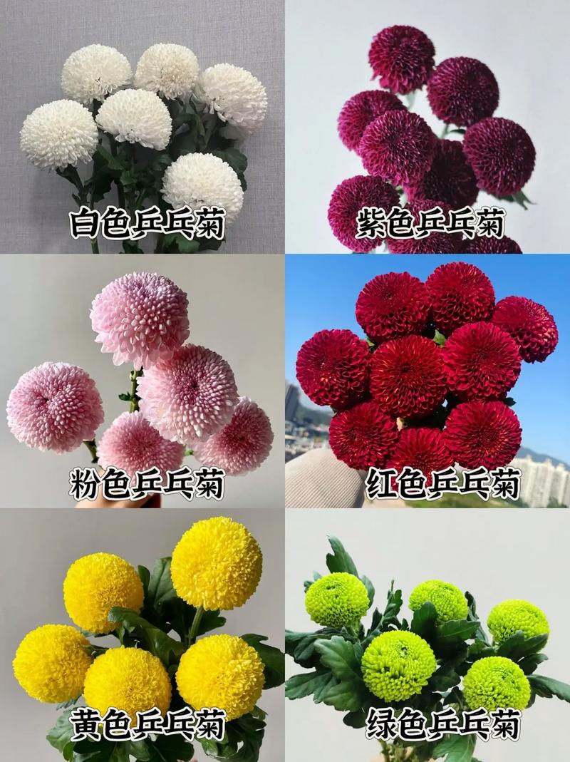 乒乓菊怎么养，乒乓菊怎么养活-第2张图片-优品飞百科