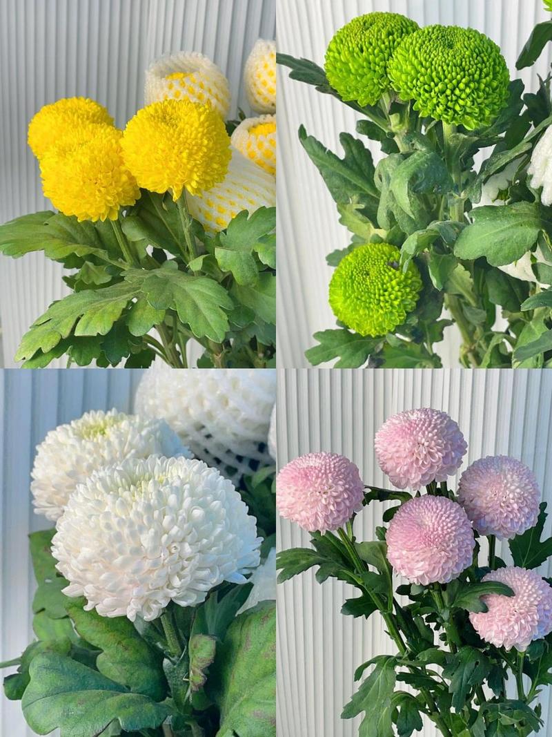 乒乓菊怎么养，乒乓菊怎么养活