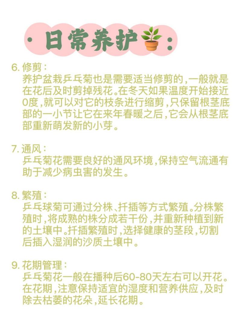 乒乓菊怎么养，乒乓菊怎么养活-第4张图片-优品飞百科