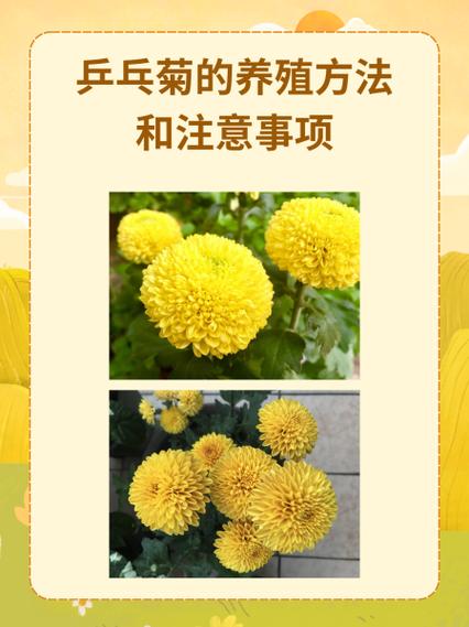 乒乓菊怎么养，乒乓菊怎么养活-第5张图片-优品飞百科