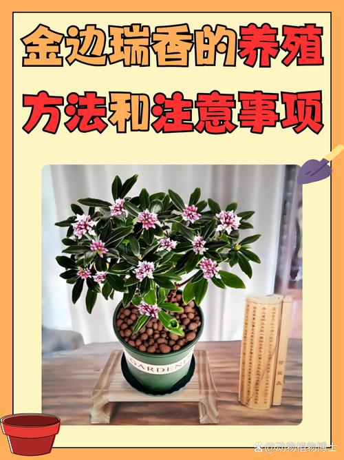 瑞香秋天怎么养？瑞香秋天怎么养护和管理？