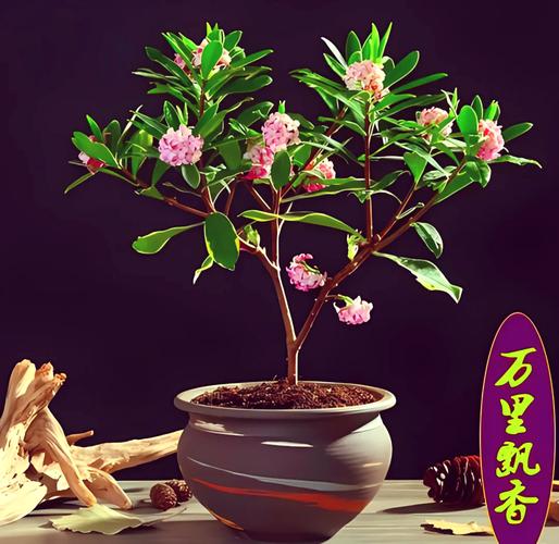 瑞香秋天怎么养？瑞香秋天怎么养护和管理？-第2张图片-优品飞百科